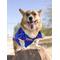 Show in main carousel: Pets First NCAA Dog & Cat Jersey, Florida Gators, Medium slide 5 of 9