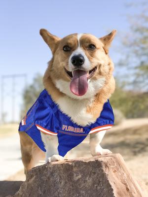 Show full view: Pets First NCAA Dog & Cat Jersey, Florida Gators, XX-Large slide 5 of 9