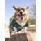 Show in main carousel: Pets First NCAA Dog & Cat Jersey, Michigan State Spartans, Medium slide 5 of 8