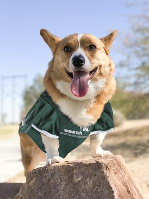 Show full view: Pets First NCAA Dog & Cat Jersey, Michigan State Spartans, XX-Large slide 5 of 8