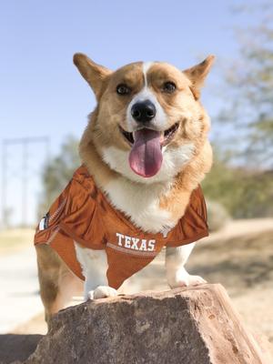Show full view: Pets First NCAA Dog & Cat Jersey, Texas Longhorns, X-Small slide 5 of 9