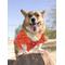 Show in main carousel: Pets First NCAA Dog & Cat Mesh Jersey, Clemson Tigers, Large slide 5 of 9