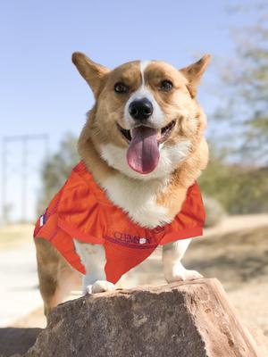 Show full view: Pets First NCAA Dog & Cat Mesh Jersey, Clemson Tigers, Small slide 5 of 9