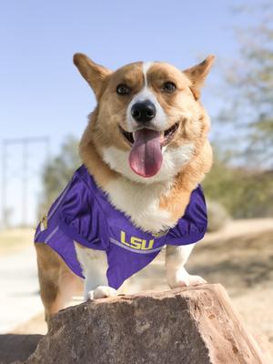 Show full view: Pets First NCAA Dog & Cat Mesh Jersey, Louisiana State Tigers, Small slide 5 of 9