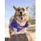Show in main carousel: Pets First NCAA Dog & Cat Mesh Jersey, Louisiana State Tigers, X-Small slide 5 of 9