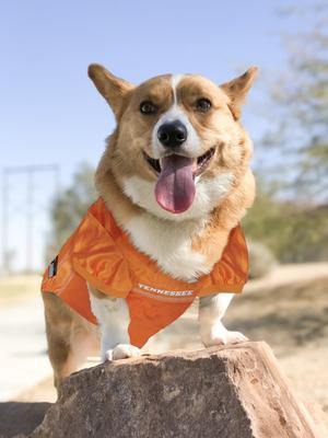 Show full view: Pets First NCAA Dog & Cat Mesh Jersey, Tennessee Volunteers, Medium slide 6 of 10