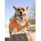 Show in main carousel: Pets First NCAA Dog & Cat Mesh Jersey, Tennessee Volunteers, X-Small slide 6 of 10
