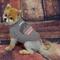 Show in main carousel: Pets First NCAA Dog & Cat T-Shirt, Ohio State Buckeyes, Small slide 4 of 7