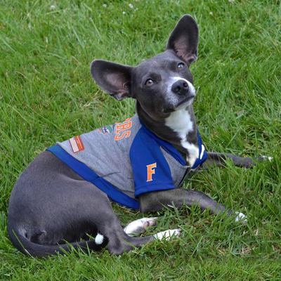 Show full view: Pets First NCAA Florida Dog & Cat Hoodie Tee Shirt, Small slide 5 of 6