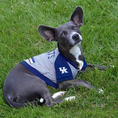 Show full view: Pets First NCAA Kentucky Dog & Cat Hoodie Tee, X-Small slide 4 of 5