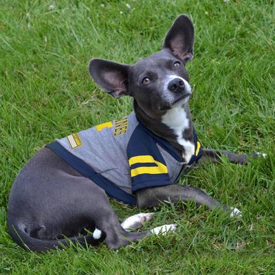 Show full view: Pets First NCAA Michigan Hoodie Dog & Cat Tee Shirt, Large slide 4 of 5
