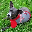 Show in main carousel: Pets First NCAA Ohio Hoodie Dog & Cat Tee Shirt, Small slide 3 of 5