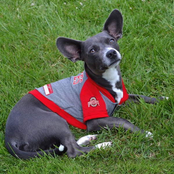 Show full view: Pets First NCAA Ohio Hoodie Dog & Cat Tee Shirt, Small slide 4 of 5