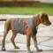 Show in main carousel: Pets First NCAA Tennessee Dog & Cat Soothing Solution Vest, Large slide 4 of 6