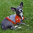 Show in main carousel: Pets First NCAA Texas Dog & Cat Hoodie Tee Shirt, Large slide 4 of 6