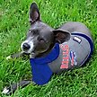 Show in main carousel: Pets First NFL Buffalo Bills Hoodie Dog & Cat Tee Shirt, Medium slide 3 of 6