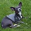 Show in main carousel: Pets First NFL Dallas Cowboys Hoodie Dog & Cat Tee Shirt, Large slide 4 of 6