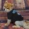Show in main carousel: Pets First NFL Dog & Cat T-Shirt, Detroit Lions, Large slide 3 of 6