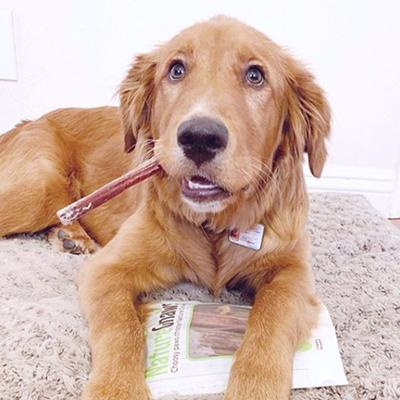 Show full view: Pets First NFL Dog & Cat T-Shirt, New England Patriots, Small slide 6 of 8