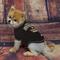 Show in main carousel: Pets First NFL Dog & Cat T-Shirt, New Orleans Saints, Small slide 3 of 6