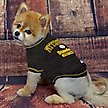 Show in main carousel: Pets First NFL Dog & Cat T-Shirt, Pittsburgh Steelers, Medium slide 3 of 6