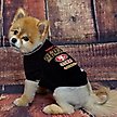 Show in main carousel: Pets First NFL Dog & Cat T-Shirt, San Francisco 49ers, Large slide 2 of 5