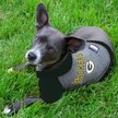 Show in main carousel: Pets First NFL Green Bay Packers Hoodie Dog & Cat Tee Shirt, Medium slide 3 of 6