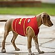 Show in main carousel: Pets First NFL Kansas City Chiefs Dog & Cat Soothing Solution Vest, X-Small slide 4 of 5