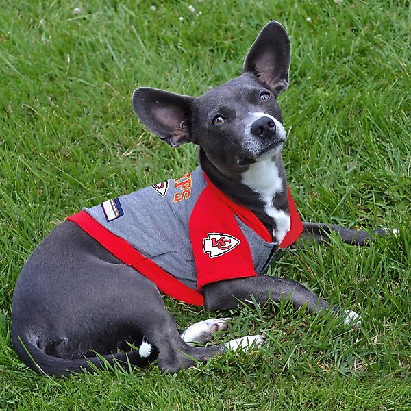 Show full view: Pets First NFL Kansas City Chiefs Hoodie Dog & Cat Tee Shirt, Small slide 4 of 6