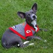 Show in main carousel: Pets First NFL Kansas City Chiefs Hoodie Dog & Cat Tee Shirt, X-Small slide 4 of 6