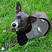 Show in main carousel: Pets First NFL Philadelphia Eagles Hoodie Dog & Cat Tee Shirt, Medium slide 3 of 6