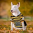 Show in main carousel: Pets First NFL Pittsburgh Steelers Bumble Bee Throwback Dog & Cat Jersey, Medium slide 5 of 6