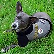Show in main carousel: Pets First NFL Pittsburgh Steelers Hoodie Dog & Cat Tee Shirt, Medium slide 3 of 6