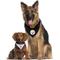 Show in main carousel: Pets First NFL Pittsburgh Steelers Reversible Dog & Cat Bandana, XX-Large slide 6 of 6