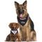 Show in main carousel: Pets First NFL Reversible Dog & Cat Bandana, Baltimore Ravens, Small/Medium slide 5 of 7