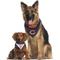 Show in main carousel: Pets First NFL Reversible Dog & Cat Bandana, Chicago Bears, Small/Medium slide 6 of 8