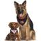 Show in main carousel: Pets First NFL Reversible Dog & Cat Bandana, Cincinnati Bengals, Large/X-Large slide 5 of 7