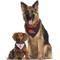 Show in main carousel: Pets First NFL Reversible Dog & Cat Bandana, Cleveland Browns, Large/X-Large slide 5 of 7