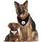 Show in main carousel: Pets First NFL Reversible Dog & Cat Bandana, Pittsburgh Steelers, Small/Medium slide 4 of 7