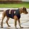 Show in main carousel: Pets First NFL San Francisco 49Ers Dog & Cat Soothing Solution Vest, Large slide 4 of 5