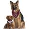 Show in main carousel: Pets First NHL Colorado Avalanche Reversible Dog & Cat Bandana, Large/X-Large slide 6 of 6