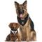 Show in main carousel: Pets First NHL Vegas Golden Knights Reversible Dog & Cat Bandana, Large/X-Large slide 6 of 6