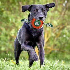 Pets First NBA Basketball Tough Squeaky Plush Dog Chew Toy, Boston Celtics slide 2 of 5