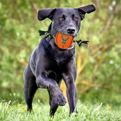 Show full view: Pets First NBA Basketball Tough Squeaky Plush Dog Chew Toy, Milwaukee Bucks slide 3 of 7
