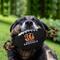 Show in main carousel: Pets First Nylon Football Tough Squeaky Dog Chew Toy, Cincinnati Bengals slide 3 of 7