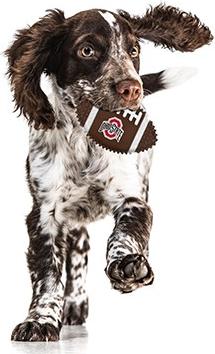 Show full view: Pets First Ohio State Hard Nylon Football Dog Chew Toy, Brown slide 3 of 5