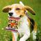 Show in main carousel: Pets First Peanut Bag Squeaky Dog Chew Toy, Texas slide 3 of 6