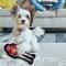Show in main carousel: Pets First Player Tough Squeaky Dog Chew Toy, Kansas City Chiefs slide 4 of 7