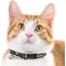 Show in main carousel: Pets First Satin Breakaway Cat Collar, 8 to 12-in neck, 1/2-in wide, Las Vegas Raiders slide 5 of 7
