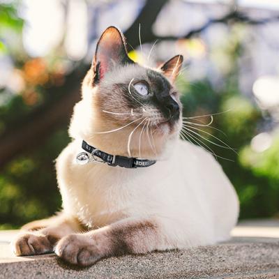 Show full view: Pets First Satin Breakaway Cat Collar, 8 to 12-in neck, 1/2-in wide, Las Vegas Raiders slide 6 of 7